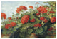 "Geranium Wave" Digital Paper Print by Carol Rowen, 38"x26"
