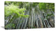 "Dense Bamboo Forest of Japan" Forest Canvas Wall Art Print, 32"x16"
