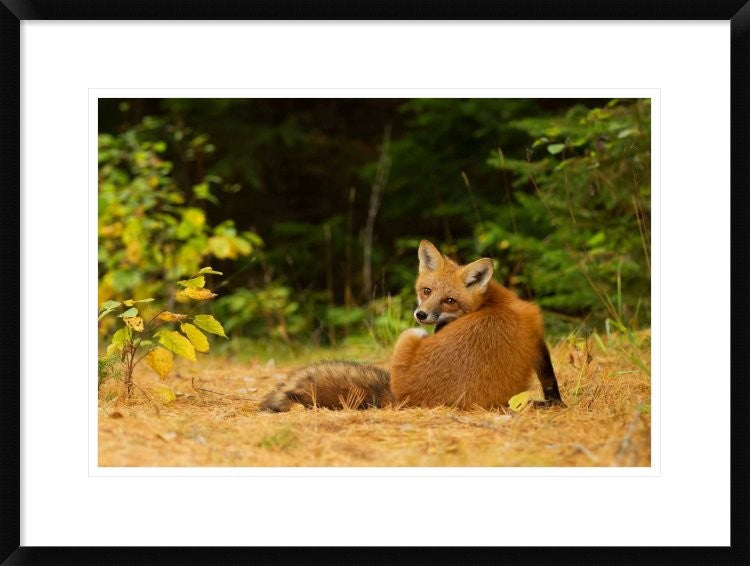 "Redfox, Algonquin Park" Framed Digital Print by Jim Cumming, 30x22"