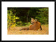 "Redfox, Algonquin Park" Framed Digital Print by Jim Cumming, 30x22"