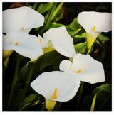 Lance Kuehne 'Calla Lilies' Canvas Art, 24"x24"