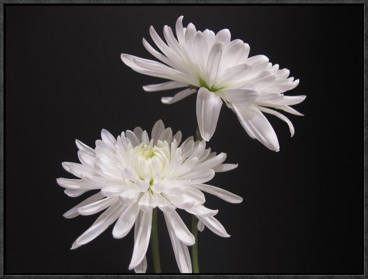 Simple Beauty, 24"x18"