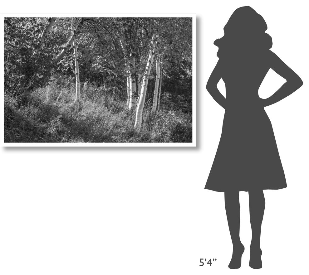 "Sunlit Birches II" Digital Paper Print by Sue Schlabach, 50"x34"