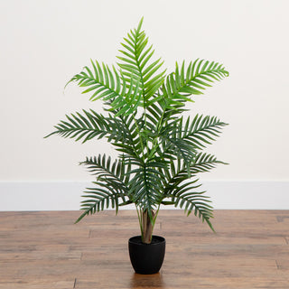 White-background product image showing the full plant and pot; alternate white full variant.