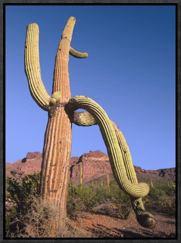 Ajo Mountains and Saguaro Organ Pipe Cactus National Monument, Arizona, 12"x16"