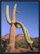Ajo Mountains and Saguaro Organ Pipe Cactus National Monument, Arizona, 12"x16"