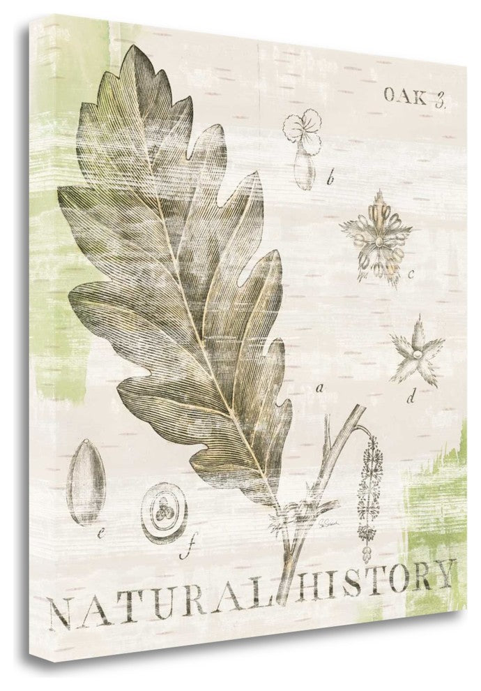 "Natural History Oak III" By Sue Schlabach, Giclee Print on Gallery Wrap Canvas