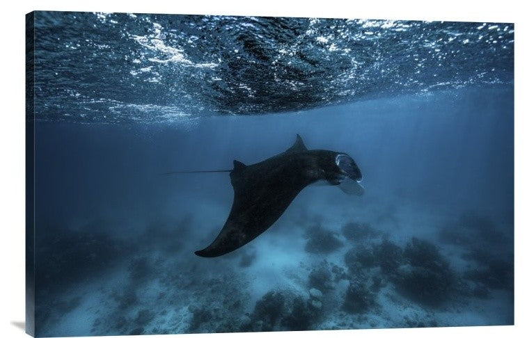 "Manta Ray" Stretched Canvas Giclee by Barathieu Gabriel, 30"x20"