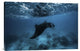 "Manta Ray" Stretched Canvas Giclee by Barathieu Gabriel, 30"x20"