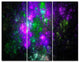 Explosion Supernova Fractal Art, Abstract Triptych Canvas Print, 36x28, 3 Panels