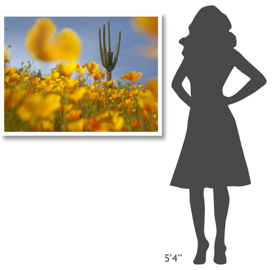 "Saguaro cactus and California Poppy field, Gonzales Pass" Paper Art, 42"x32"