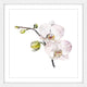 "Orchid" Framed Print by Rachel Byler