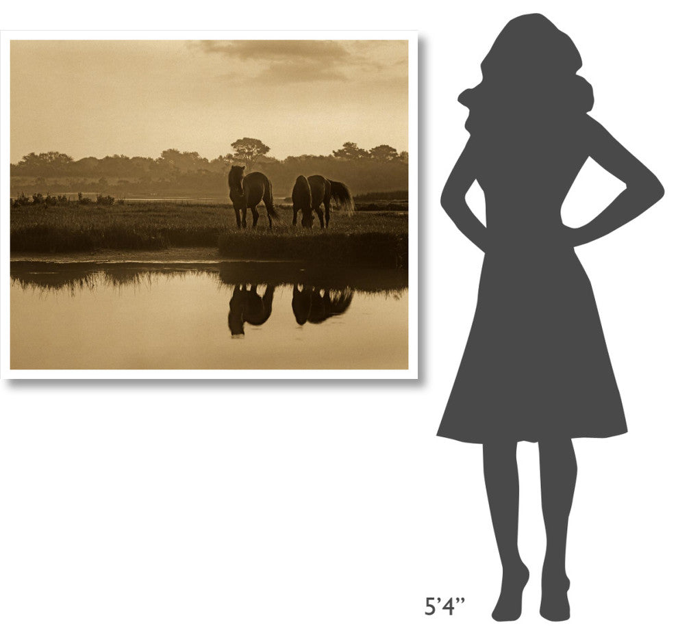 "Wild Horses grazing, Assateague Island National Seashore" Paper Art, 46"x38.52"