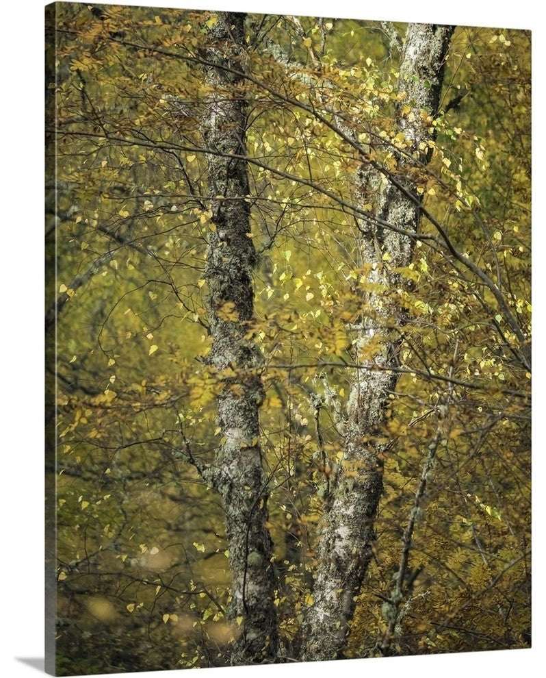 "Woodland Light" Wrapped Canvas Art Print, 16"x20"x1.5"