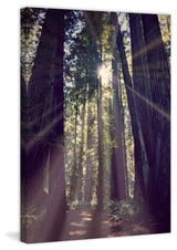 "Redwoods Hike" Painting Print on Wrapped Canvas