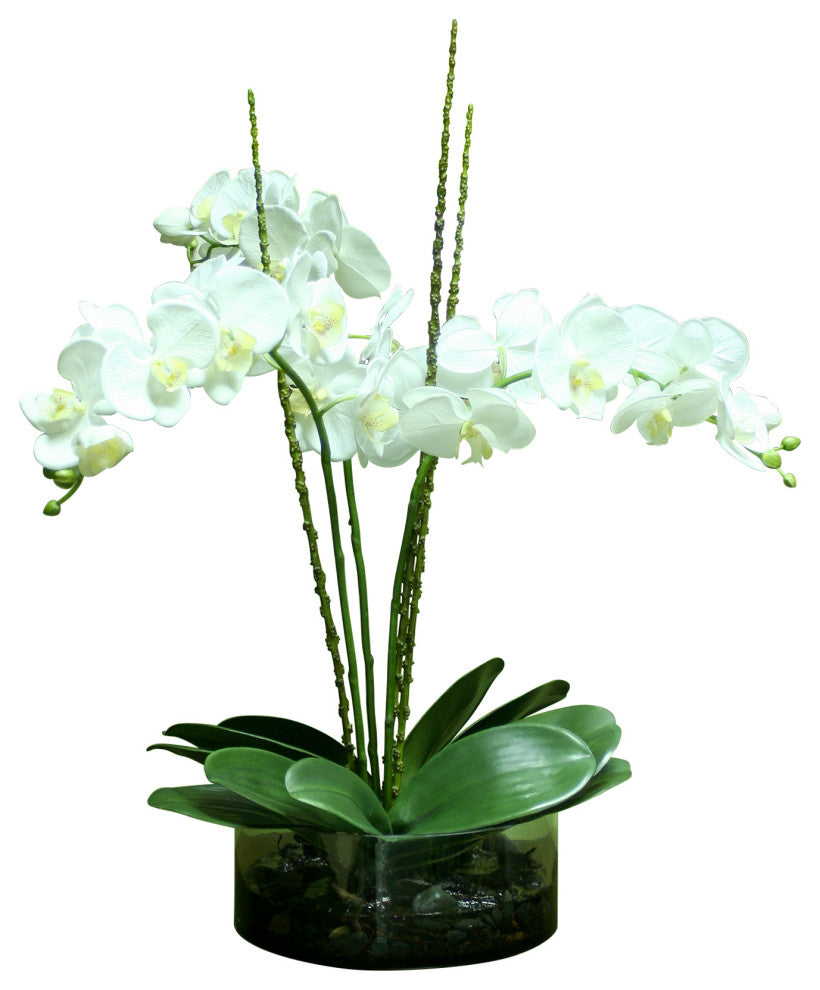 WaterlookÂ® Cream White Phaleanopsis Orchids with Foliage