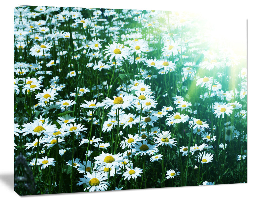 Sunny Garden with Cute White Flowers, Floral Canvas Art Print, 40"x30"