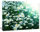 Sunny Garden with Cute White Flowers, Floral Canvas Art Print, 40"x30"