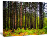 Pine Trees in Michaux Forest, Modern Forest Canvas Art, 60"x28"
