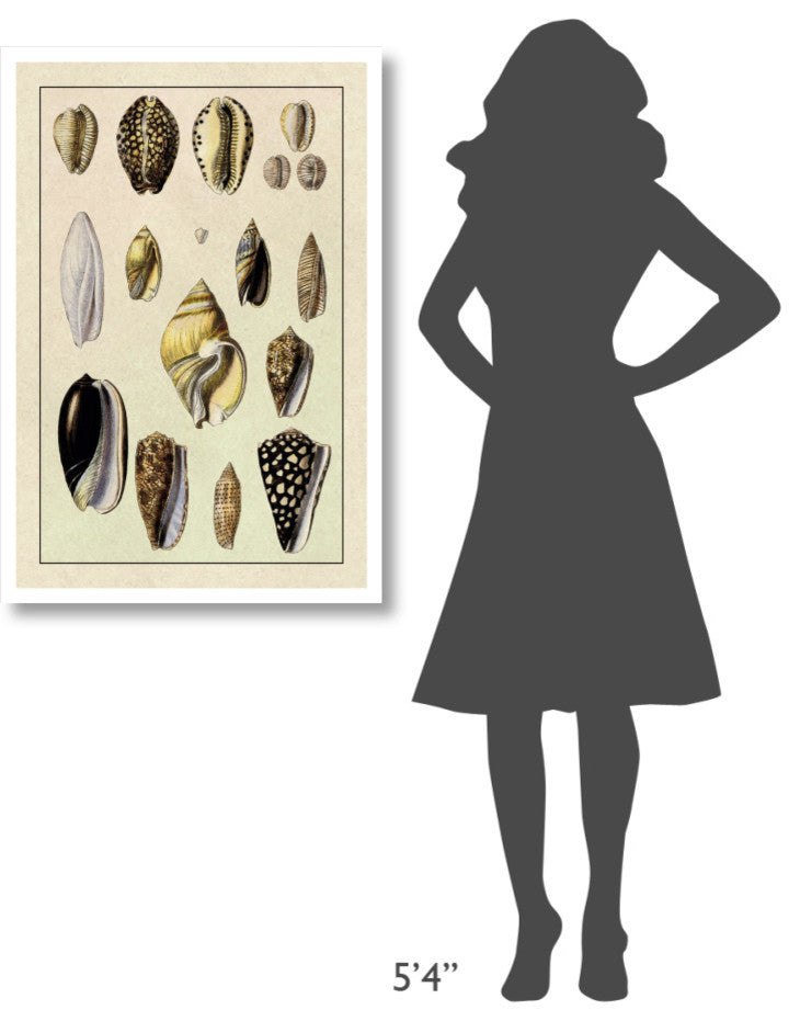 "Shells: Convoltae and Orthocerata" Digital Paper Print by G.B. Sowerby, 26"x38"