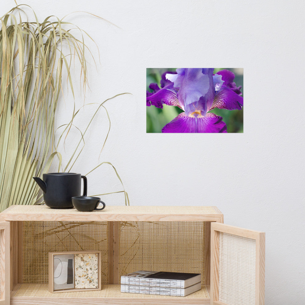 Glowing Iris Nature Photography, Floral Unframed Wall Art Print, 12" X 18"