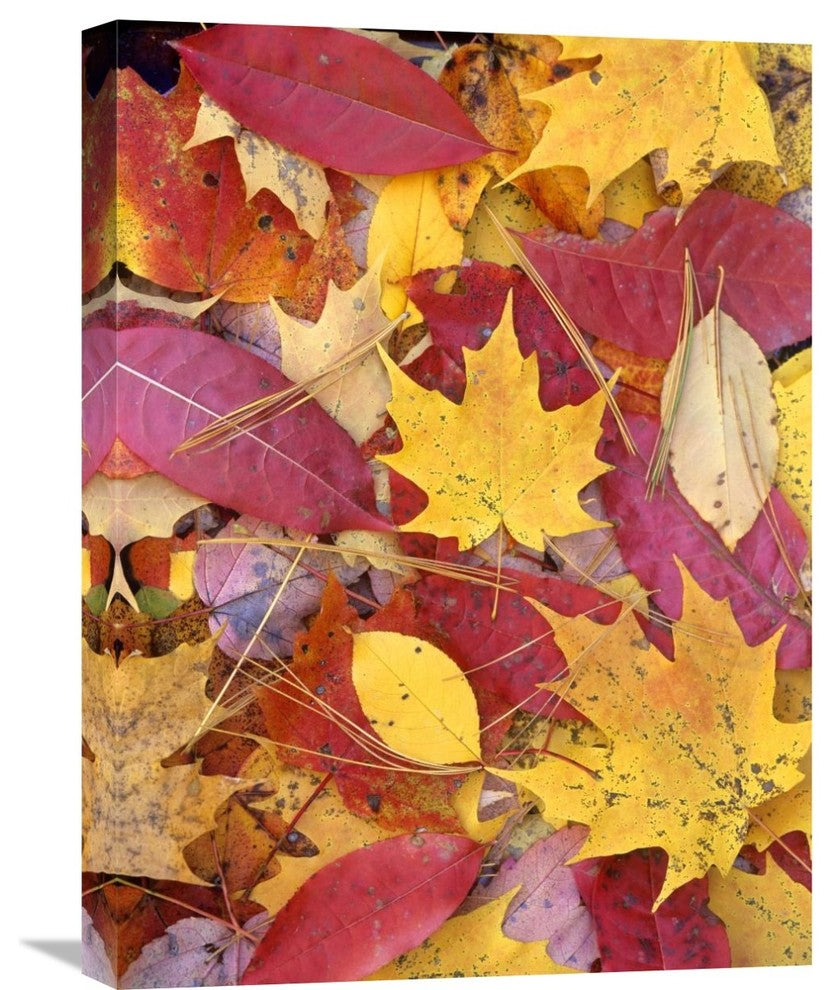 "Sourwood And Cherry Leaves, North America" Artwork, 18" x 24"