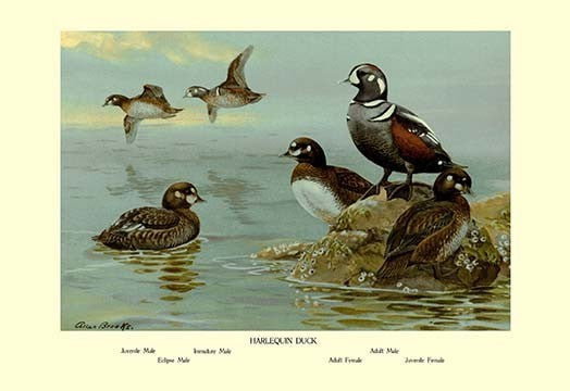 Harlequin Duck- Gallery Wrapped Canvas Art 28" x 42"