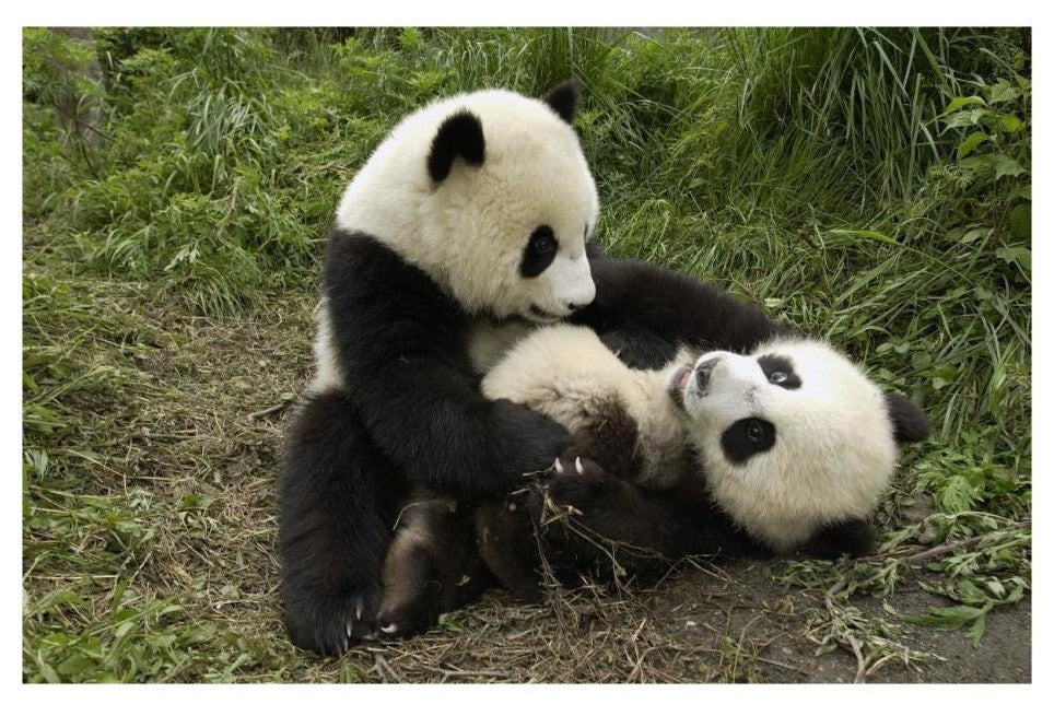 "Giant Panda cubs playing, Wolong Nature Reserve, China" Paper Art, 26"x18"