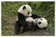 "Giant Panda cubs playing, Wolong Nature Reserve, China" Paper Art, 26"x18"