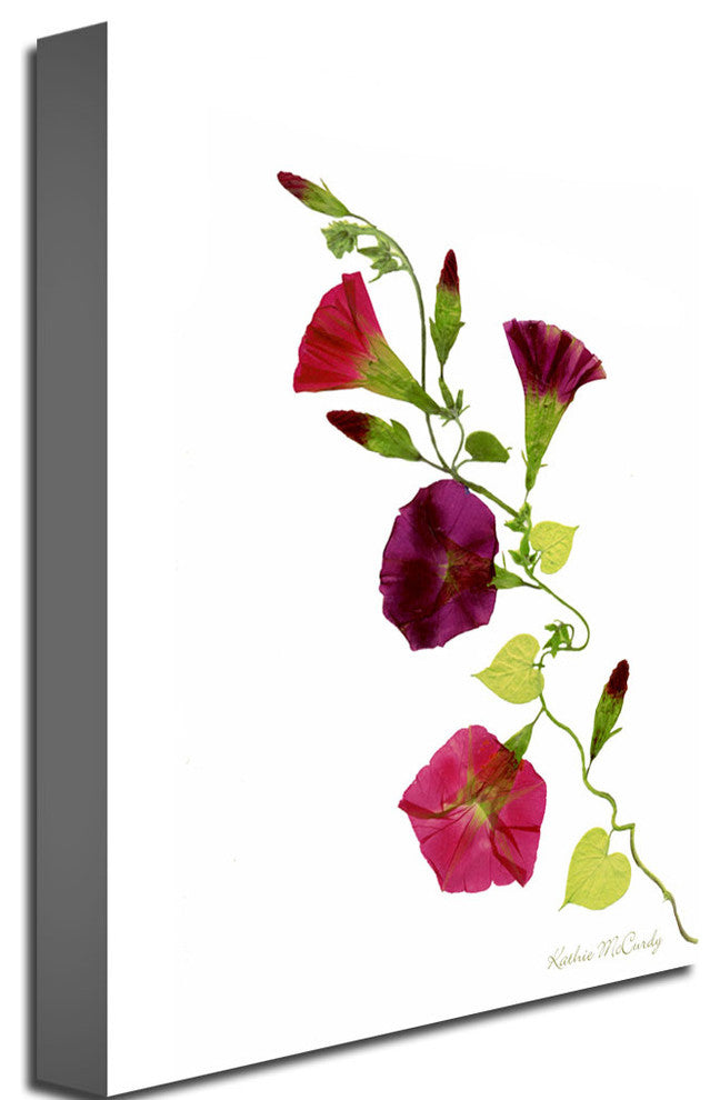 'Morning Glories' Canvas Art by Kathie McCurdy