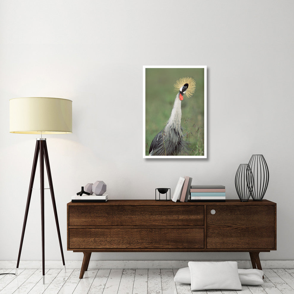 "Grey Crowned Crane, Kenya" Digital Paper Print by Tim Fitzharris, 26"x38"