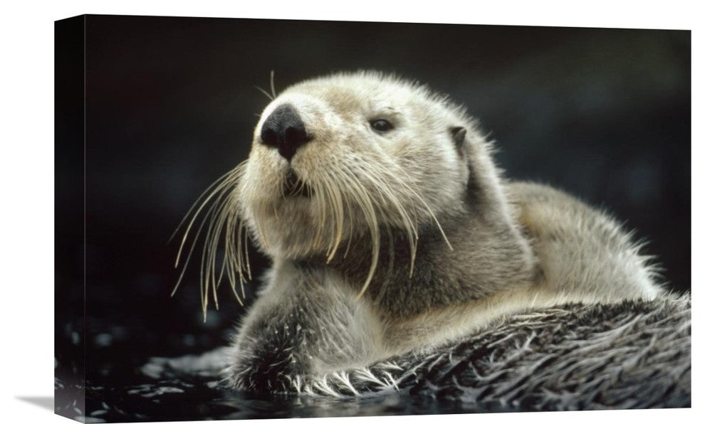 "Sea Otter Floating In Kelp, North America" Artwork, 18" x 12"