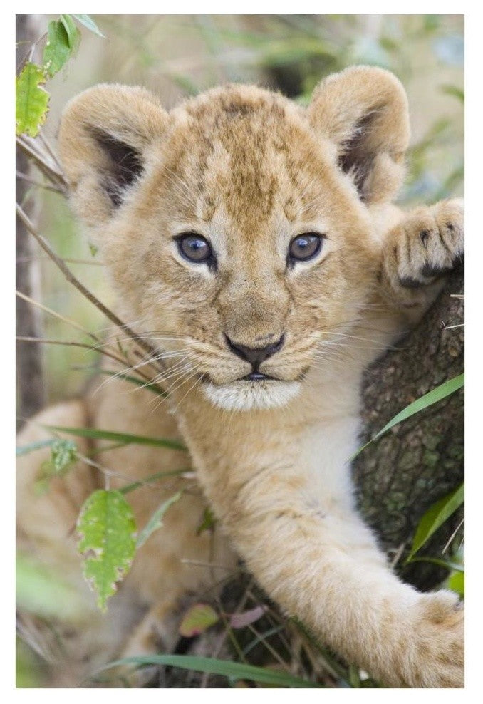 "African Lion 6-7 week old cub, Masai Mara National Reserve" Paper Art, 26"x38"
