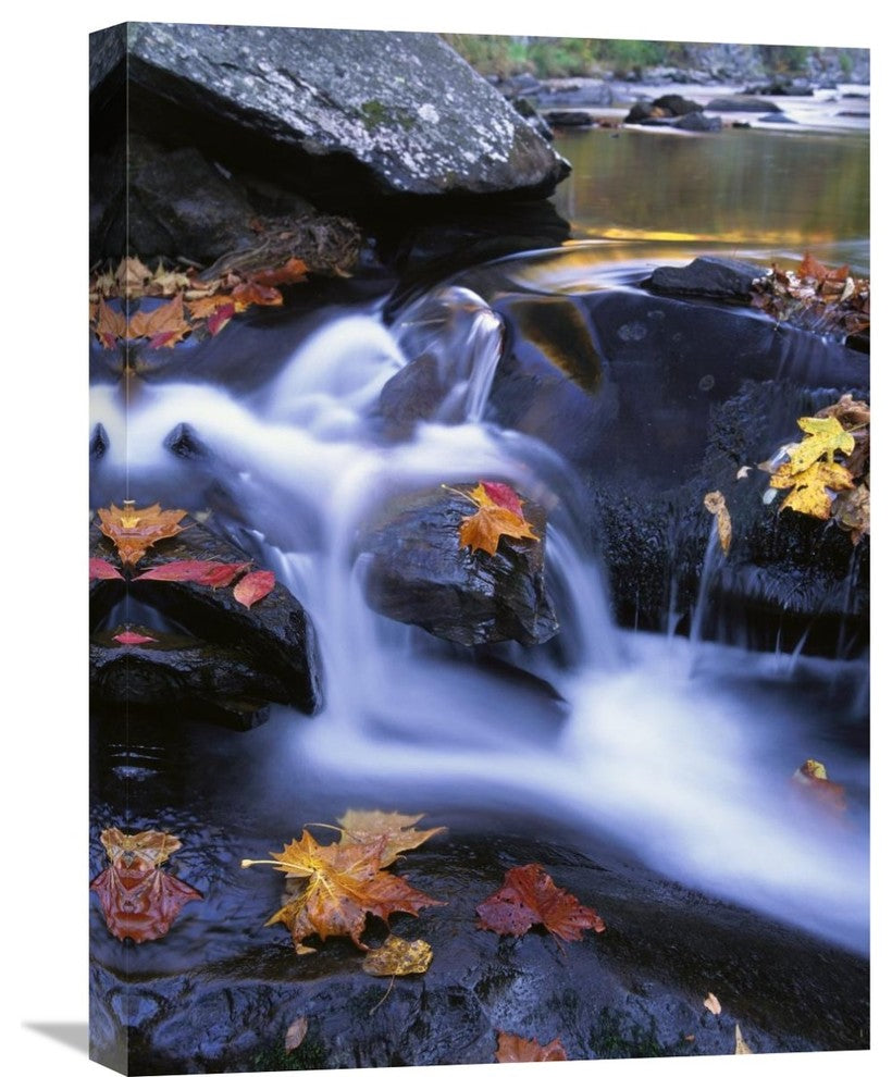 "Autumn Leaves In Little River, Great Smoky Mountains Np Tennessee" Artwork
