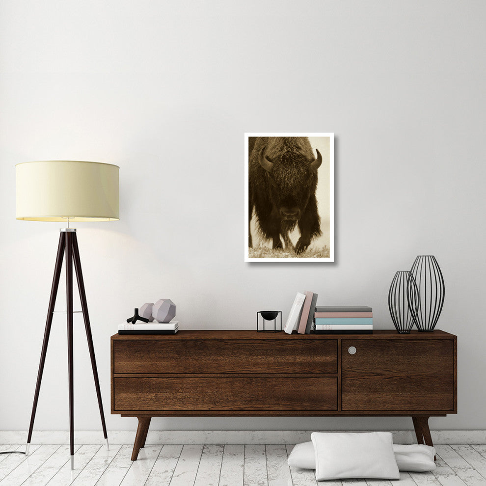 "American Bison portrait in snow, North America" Paper Art, 22"x32"