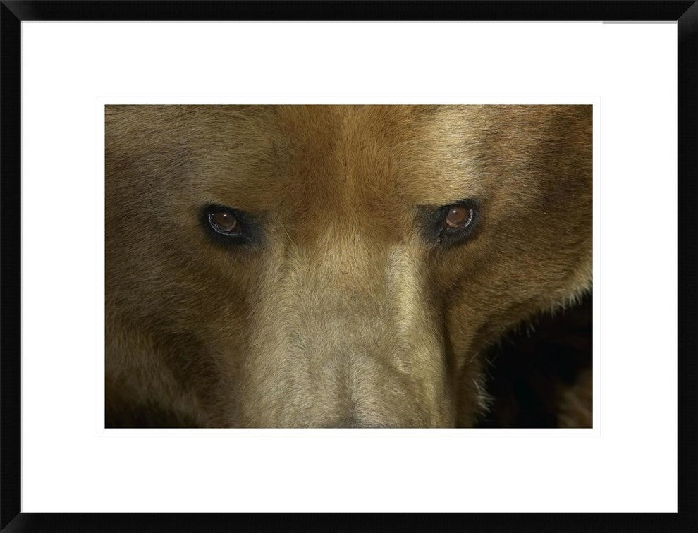"Grizzly Bear portrait, native to North America"  by San Diego Zoo, 26x20"