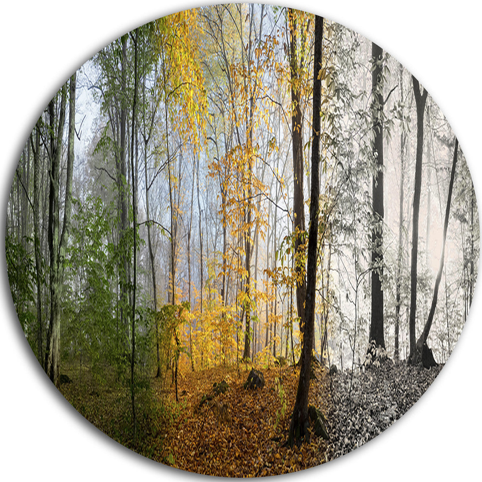 Forest In Early Morning, Landscape Photo Disc Metal Artwork, 38"