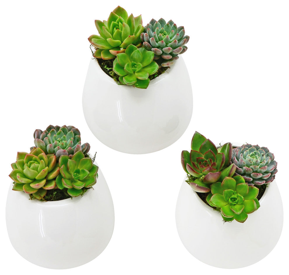 Small Round Wall Planters, Set of 3, Glossy White