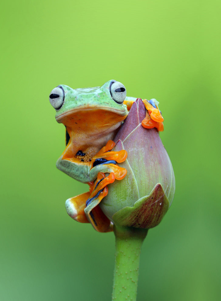 Tiny Green Tree Frog on Lotus Bloom Wildlife Floral Photo Canvas Wall Art Prints, 12" X 16"