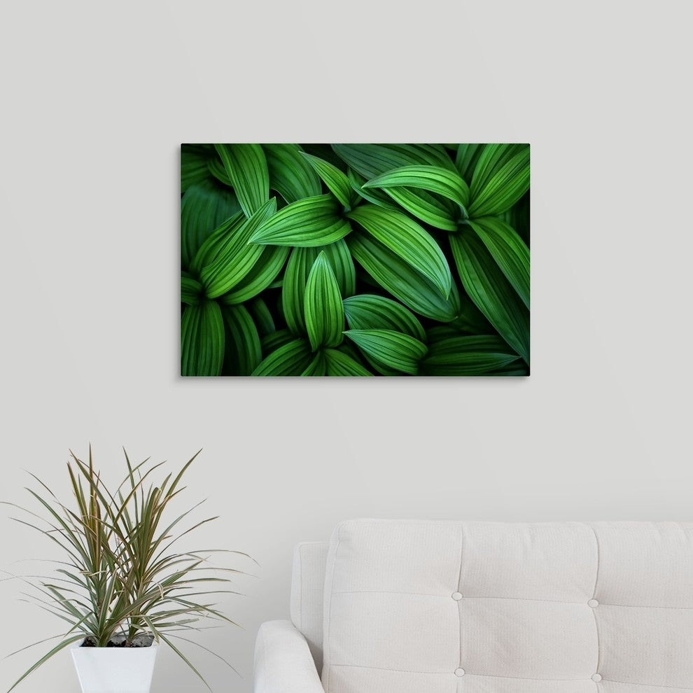 "Hellebore 1" Wrapped Canvas Art Print, 24"x16"x1.5"