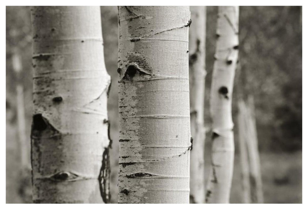 "Aspens III" Digital Paper Print by Debra Van Swearingen, 38"x26"