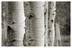 "Aspens III" Digital Paper Print by Debra Van Swearingen, 38"x26"
