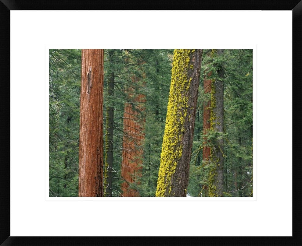 Giant Sequoia Trees In Grant Grove, Sequoia National Park, California, 22"x18"