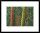 Giant Sequoia Trees In Grant Grove, Sequoia National Park, California, 22"x18"