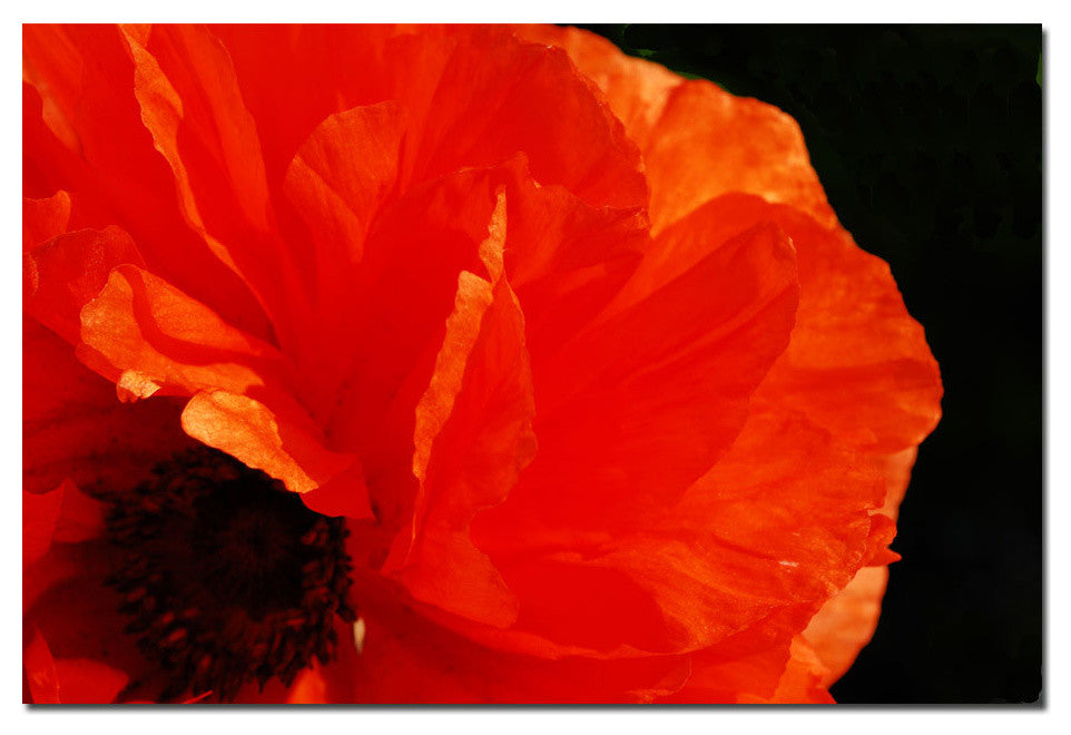'Poppy on Black' Canvas Art by Kurt Shaffer