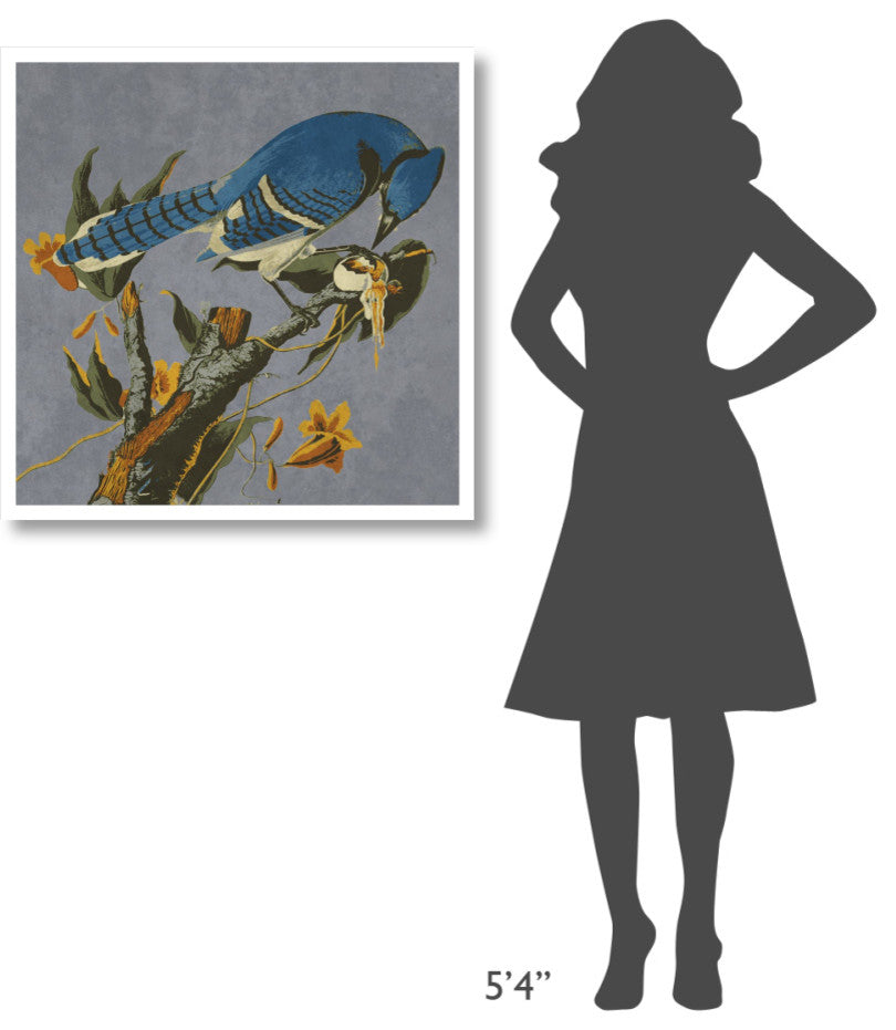 "Audubon Decor - Bluejay Detail" Digital Paper Print by BG.Studio, 32"x32"