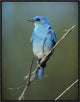 "Mountain Bluebird perching on twig, North America"  by Tim Fitzharris, 19x25"