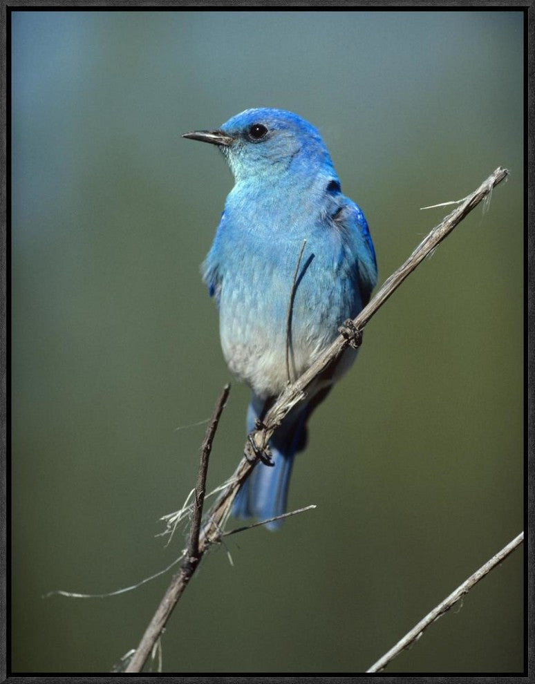 "Mountain Bluebird perching on twig, North America"  by Tim Fitzharris, 19x25"