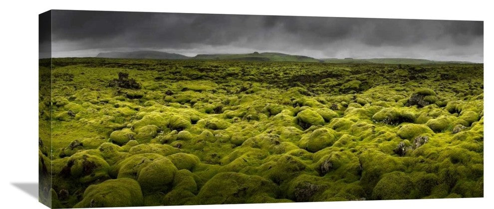 "Islandmoos I" Stretched Canvas Giclee by Franz Schumacher, 30x14"