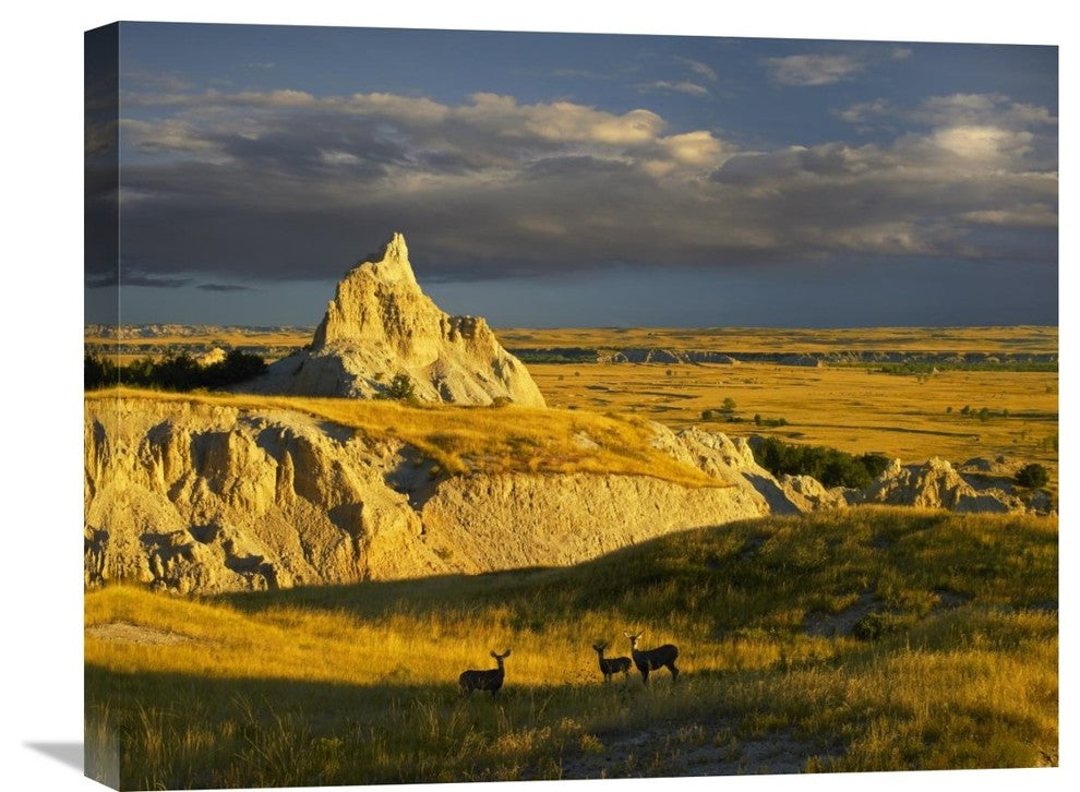 "Mule Deer Trio In Grasslands Of Badlands National Park, South Dakota" Artwork